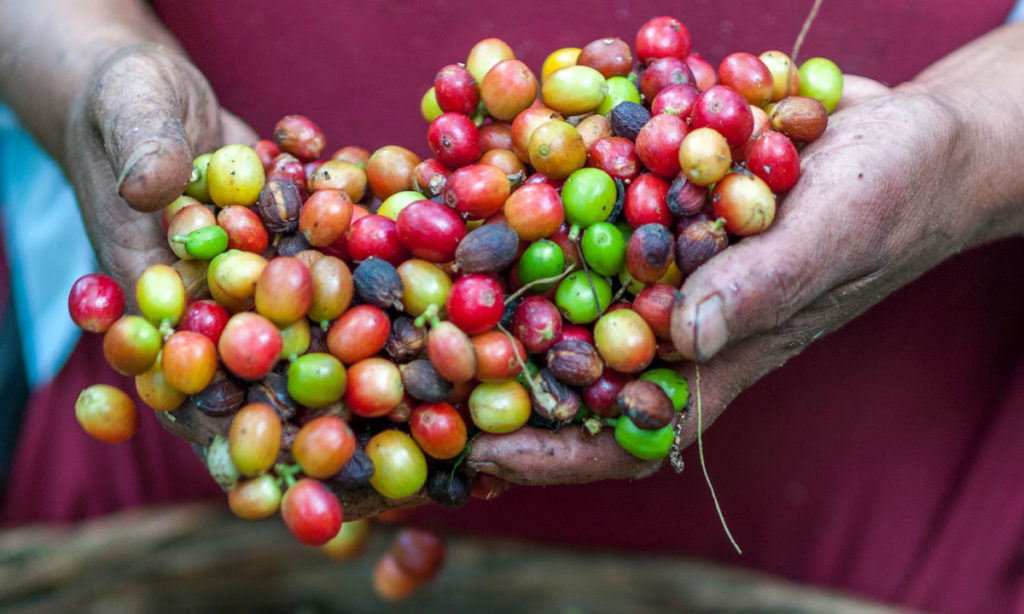 coffee berries harvested