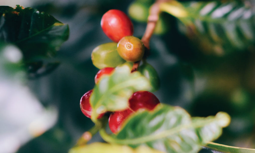 coffee berries on the bush